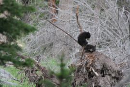 Black bear cubs in a tree - Yellowstone Black bear cubs in a tree - Yellowstone