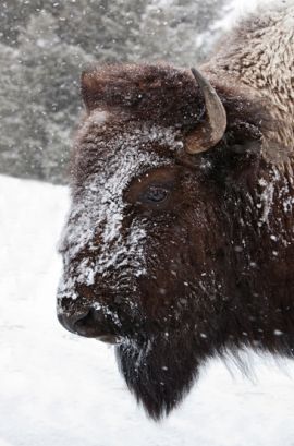 Bison in winter - Yellowstone Guidelines Bison in winter - Yellowstone Guidelines
