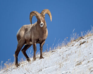 Big Horn Sheep in Yellowstone Big Horn Sheep, Yellowstone National Park, wildife