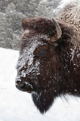 Bison in winter, Yellowstone Bison, Yellowstone National Park