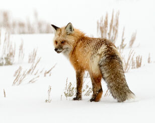 Red Fox in winter red fox, wildlife, Yellowstone National Park