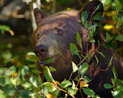 Black bear in shrubs - Yellowstone National Park Black bear in shrubs - Yellowstone National Park