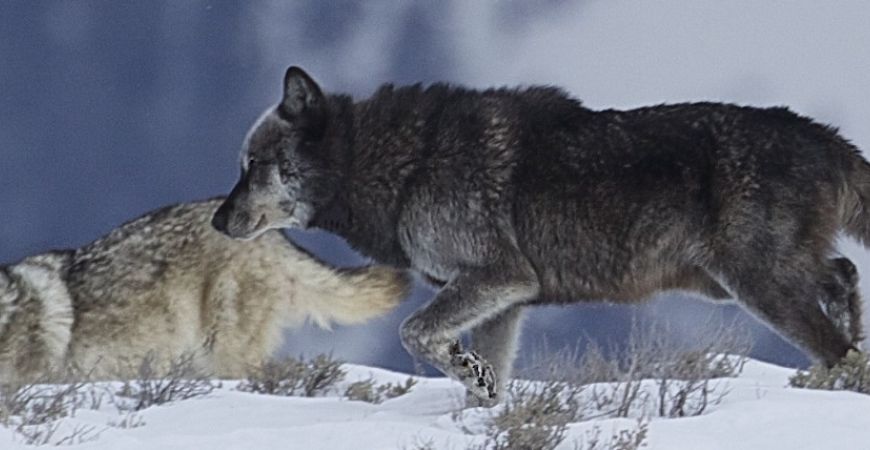 Wolves in Winter - Yellowstone National Park Wolves in Yellowstone - Winter Tours and Wildlife Watching
