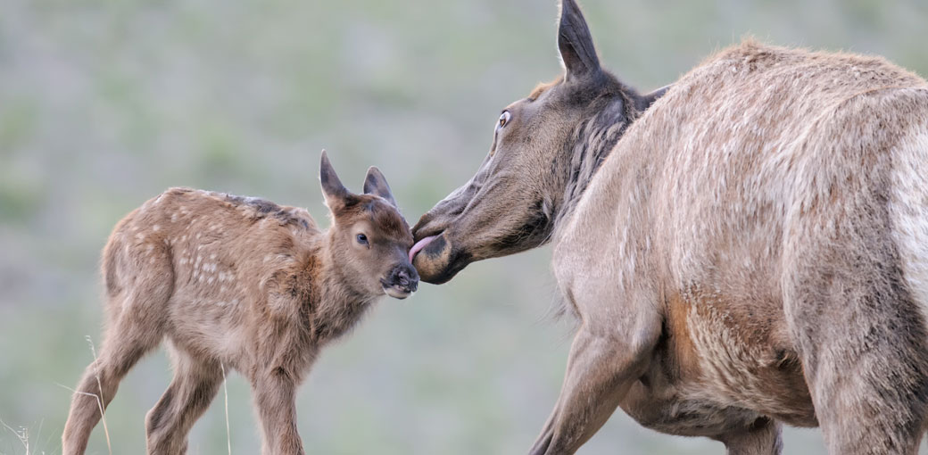 Cow and calf elk in Yellowstone Cow and calf elk in Yellowstone