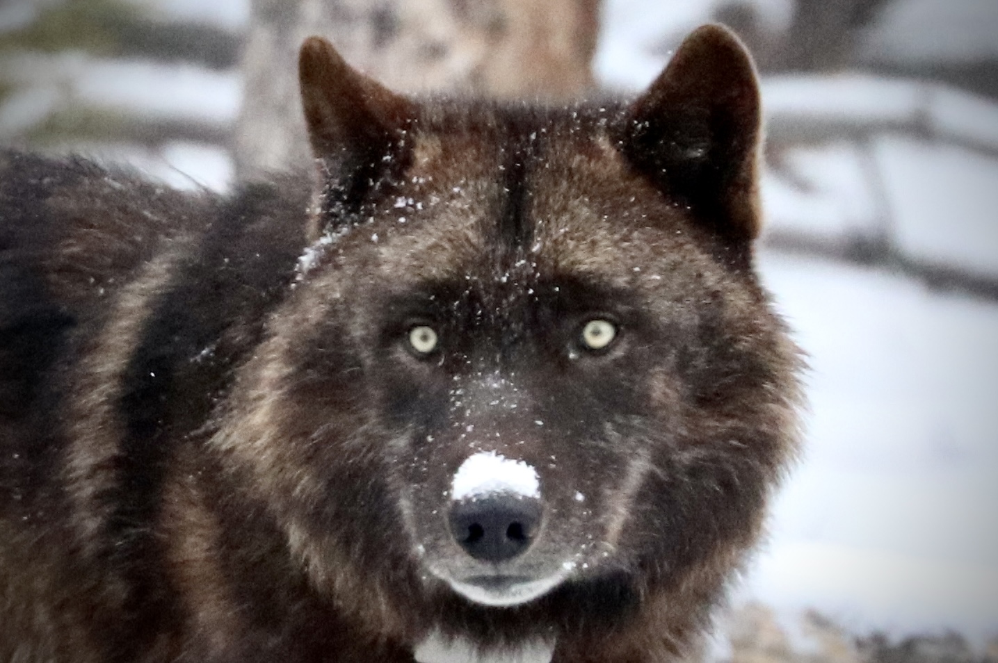 Black Wolf in Yellowstone Black Wolf in Yellowstone