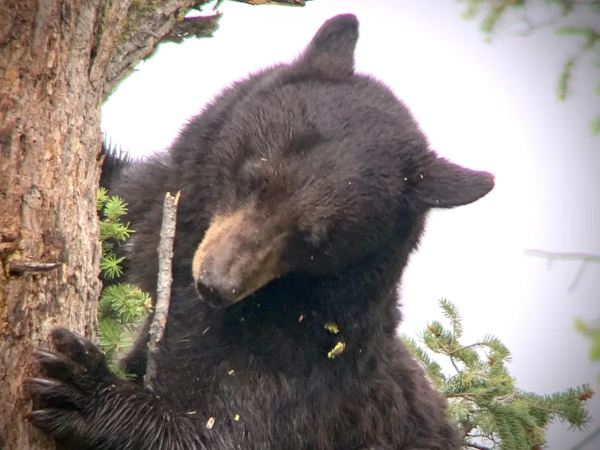 Black bear in Tree Black bear in tree