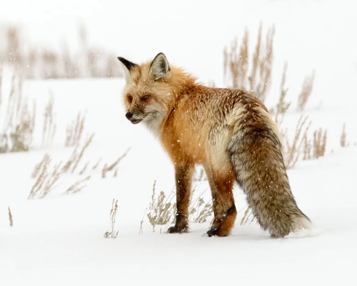 Red Fox in Yellowstone Red Fox in Yellowstone