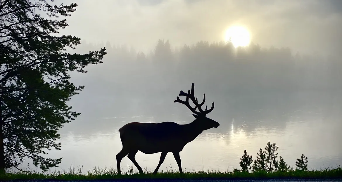 Bull Elk in Yellowstone