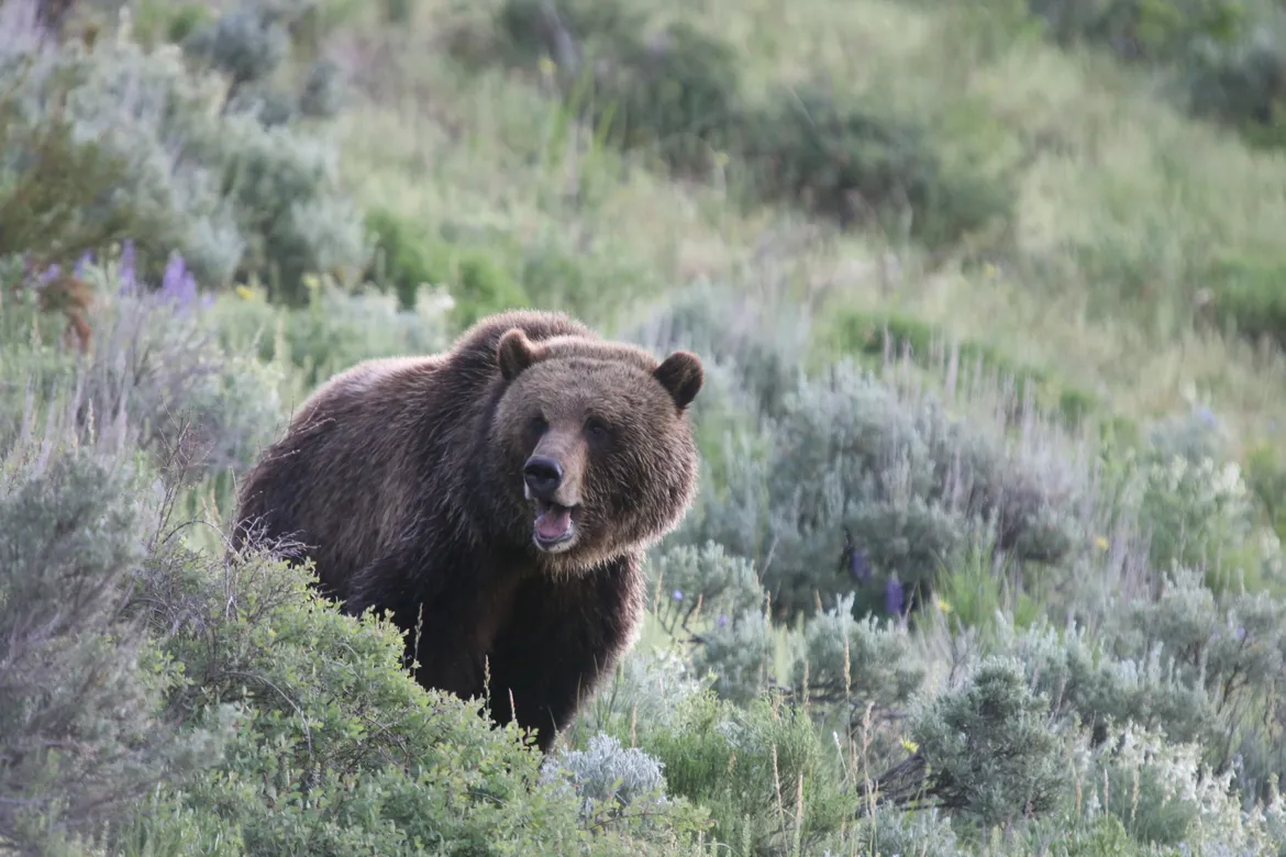Grizzly bear in Lamar Valley A grizzly bear walking through the sagebrush in Yellowstone's Lamar Valley during a private guided tour