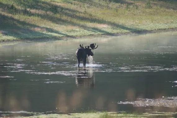 Moose in the Lamar Valley