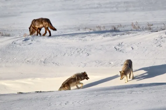 Junction Butte Wolves in the Lamar Valley of Yellowstone