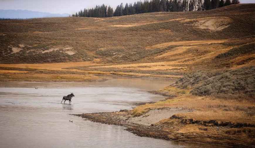 Moose in Hayden Valley Moose in Hayden Valley - Yellowstone National Park