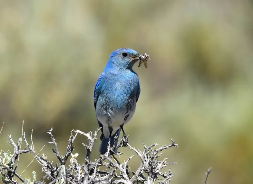 Mountain Blue Bird - Yellowstone 2026 Mountain Bluebird in Yellowstone