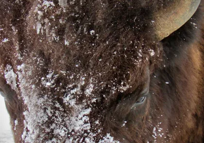 Bison face in Winter Yellowstone Bison in the winter