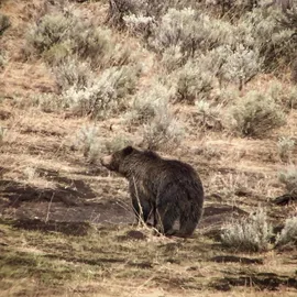 The Best Places to See a Bear in Yellowstone