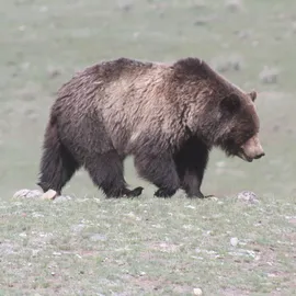 Explore The Heart of Greater Yellowstone