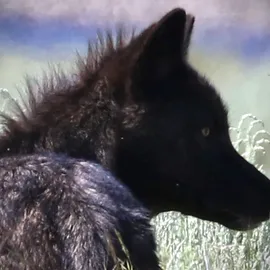 Where to Find Wolves in Yellowstone National Park