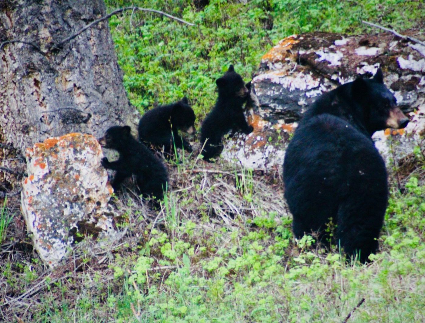 American Black Bear (U.S. National Park Service)