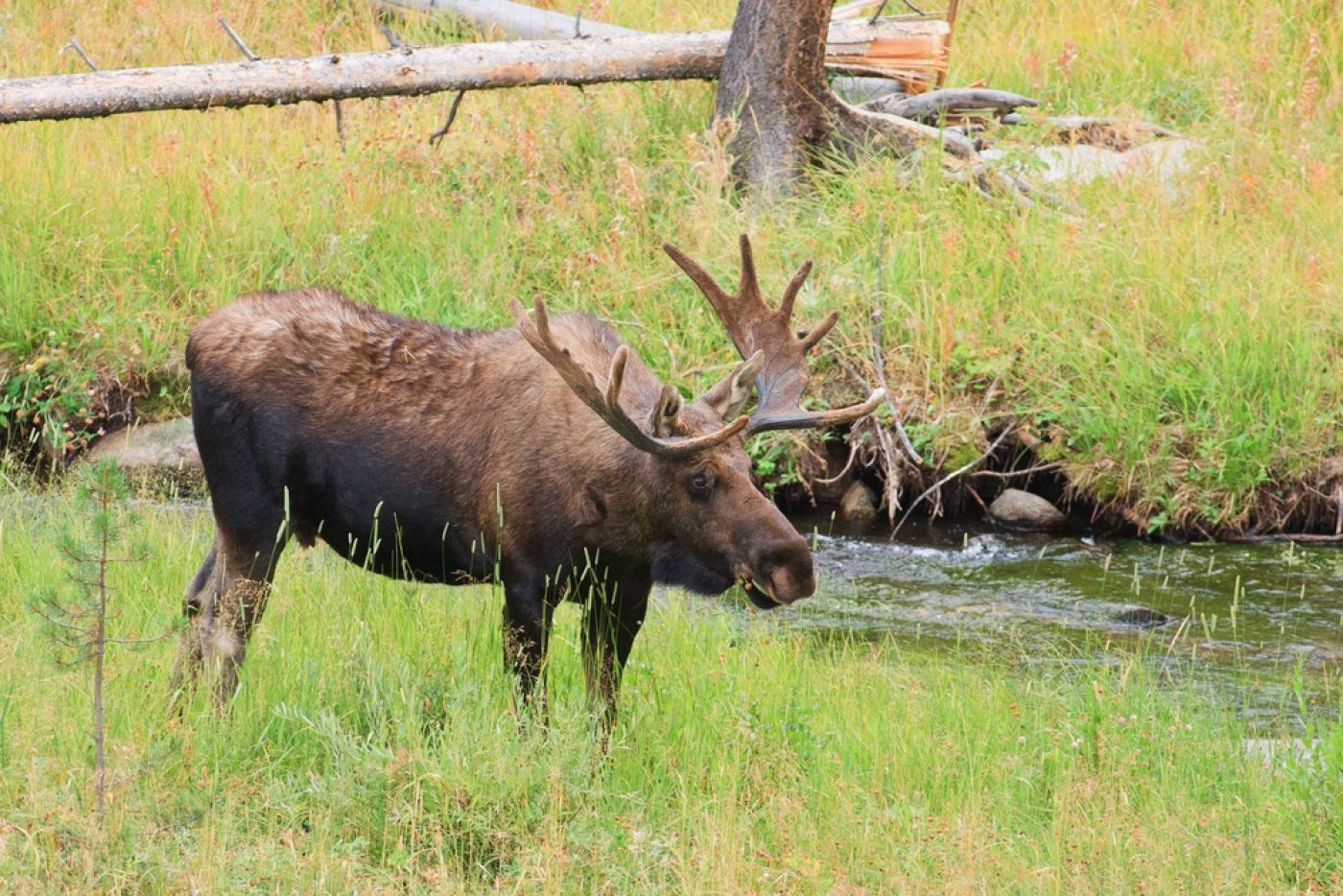 Forest Moose