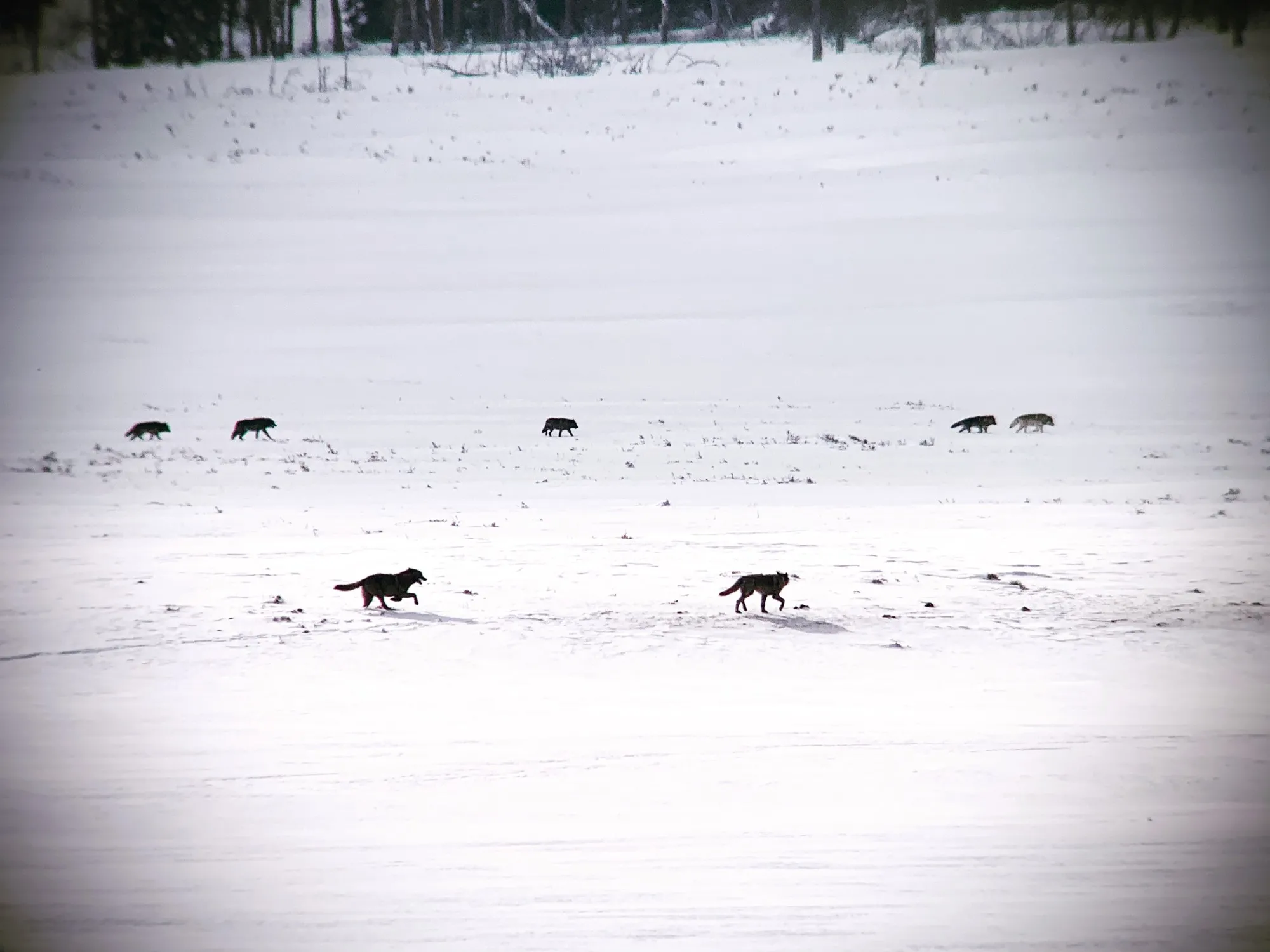 Wolf Pack in Yellowstone  