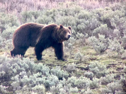 Grizzly Bear in Hayden Valley Grizzly Bear in Hayden Valley