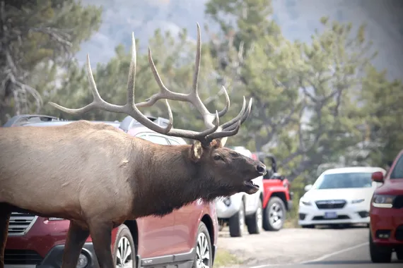 A bugling bull elk in Yellowstone