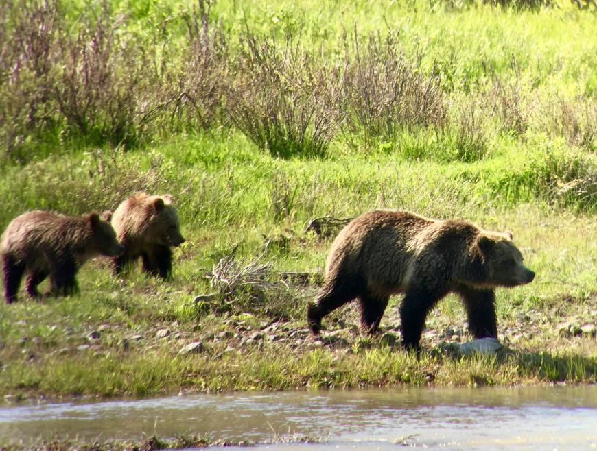 The Best Places to See a Bear in Yellowstone Yellowstone Guidlines