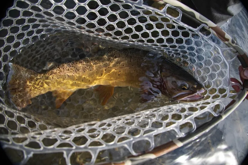Fish in the Net Fishing on the Yellowstone River