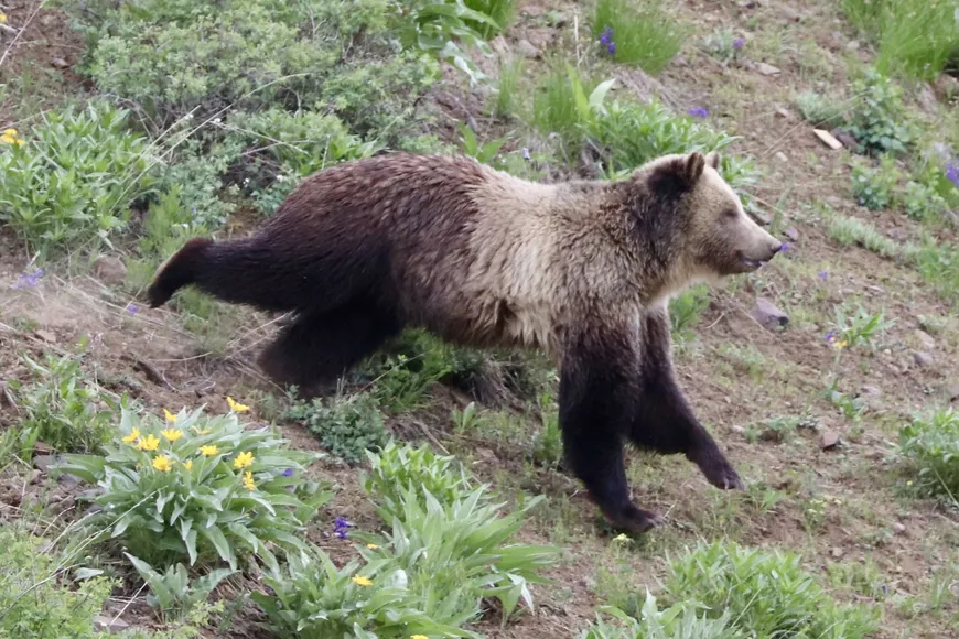 Grizzly Running in Yellowstone