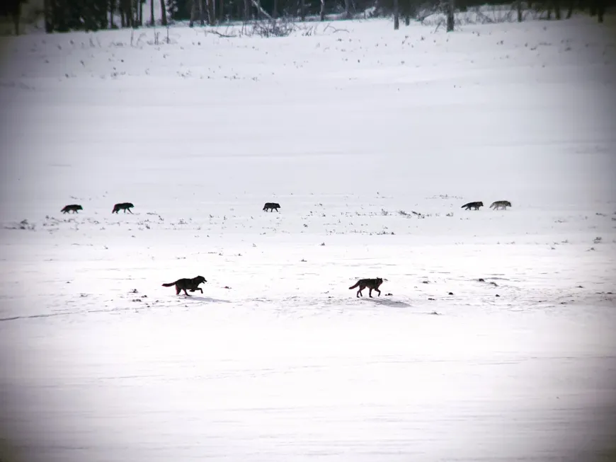 Wolves in Lamar Valley