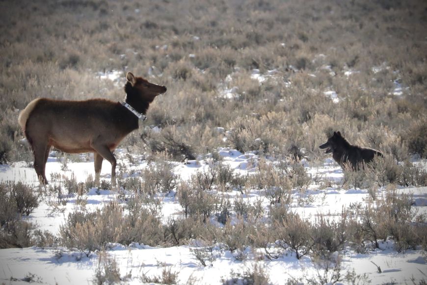 Yellowstone Winter Wolf Update for 2023 Yellowstone Guidlines
