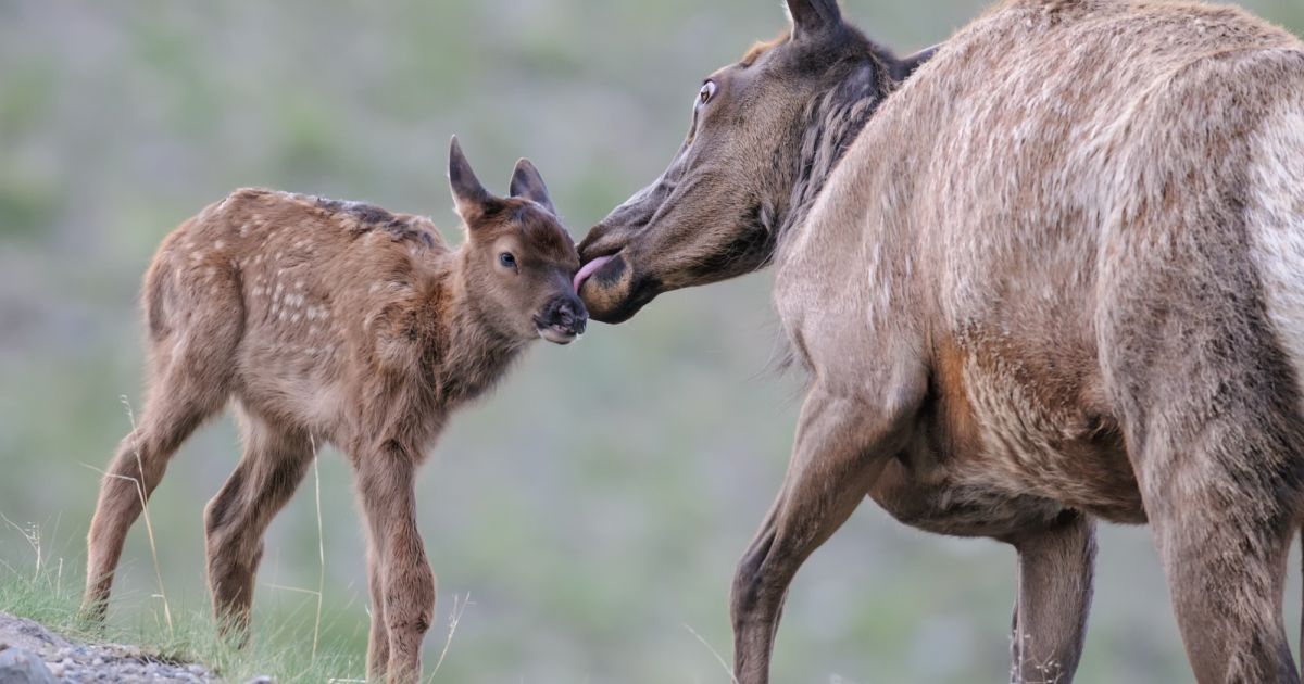 Yellowstone Wildlife Tours | Yellowstone Wildlife Safari