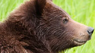 The Best Place to See Bears in Yellowstone National Park