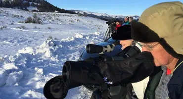 Yellowstone Winter Wolf Tours