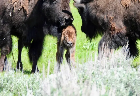 Baby Bison in Yellowstone National Park - 2026 Wildlife Tour Photos