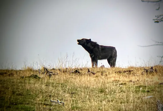 Black Wolf Howling on a Yellowstone Wildlife Tour